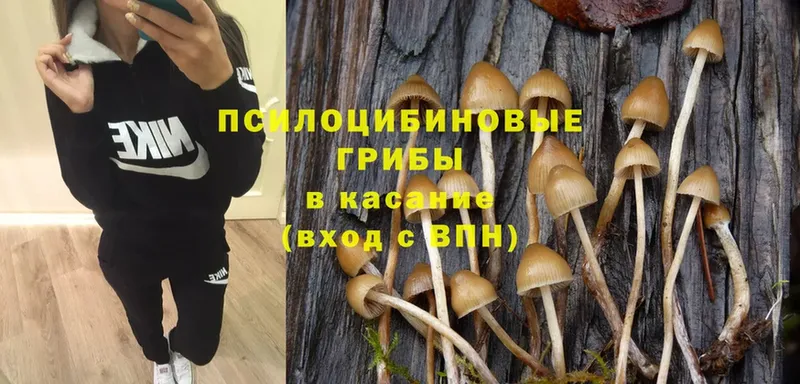 Псилоцибиновые грибы MAGIC MUSHROOMS  цена   Кинешма 